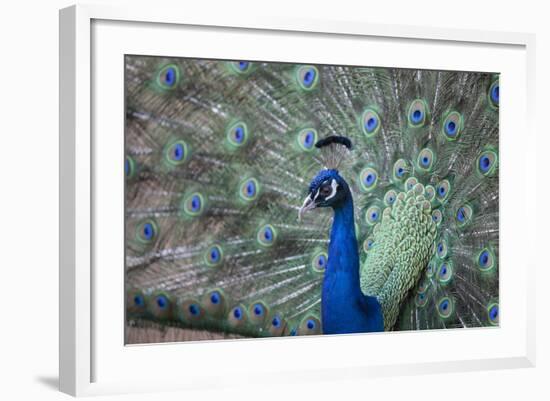 Peacock, Cotswold Wildlife Park, Costswolds, Gloucestershire, England, United Kingdom, Europe-Charlie Harding-Framed Photographic Print