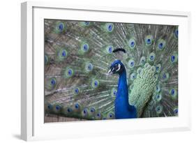 Peacock, Cotswold Wildlife Park, Costswolds, Gloucestershire, England, United Kingdom, Europe-Charlie Harding-Framed Photographic Print