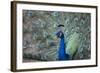 Peacock, Cotswold Wildlife Park, Costswolds, Gloucestershire, England, United Kingdom, Europe-Charlie Harding-Framed Photographic Print