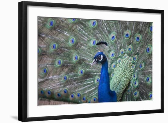 Peacock, Cotswold Wildlife Park, Costswolds, Gloucestershire, England, United Kingdom, Europe-Charlie Harding-Framed Photographic Print