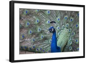 Peacock, Cotswold Wildlife Park, Costswolds, Gloucestershire, England, United Kingdom, Europe-Charlie Harding-Framed Photographic Print