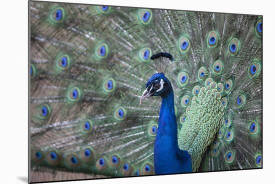 Peacock, Cotswold Wildlife Park, Costswolds, Gloucestershire, England, United Kingdom, Europe-Charlie Harding-Mounted Photographic Print