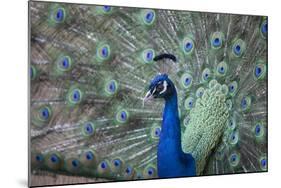 Peacock, Cotswold Wildlife Park, Costswolds, Gloucestershire, England, United Kingdom, Europe-Charlie Harding-Mounted Photographic Print