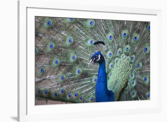 Peacock, Cotswold Wildlife Park, Costswolds, Gloucestershire, England, United Kingdom, Europe-Charlie Harding-Framed Photographic Print