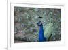 Peacock, Cotswold Wildlife Park, Costswolds, Gloucestershire, England, United Kingdom, Europe-Charlie Harding-Framed Photographic Print