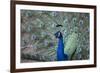 Peacock, Cotswold Wildlife Park, Costswolds, Gloucestershire, England, United Kingdom, Europe-Charlie Harding-Framed Photographic Print