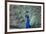 Peacock, Cotswold Wildlife Park, Costswolds, Gloucestershire, England, United Kingdom, Europe-Charlie Harding-Framed Photographic Print