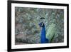 Peacock, Cotswold Wildlife Park, Costswolds, Gloucestershire, England, United Kingdom, Europe-Charlie Harding-Framed Photographic Print