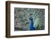 Peacock, Cotswold Wildlife Park, Costswolds, Gloucestershire, England, United Kingdom, Europe-Charlie Harding-Framed Premium Photographic Print