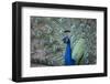 Peacock, Cotswold Wildlife Park, Costswolds, Gloucestershire, England, United Kingdom, Europe-Charlie Harding-Framed Premium Photographic Print
