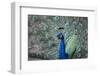 Peacock, Cotswold Wildlife Park, Costswolds, Gloucestershire, England, United Kingdom, Europe-Charlie Harding-Framed Premium Photographic Print