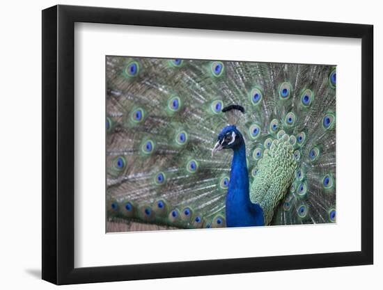 Peacock, Cotswold Wildlife Park, Costswolds, Gloucestershire, England, United Kingdom, Europe-Charlie Harding-Framed Photographic Print