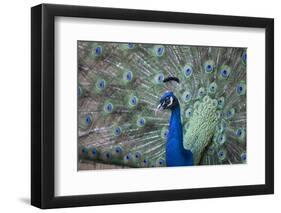 Peacock, Cotswold Wildlife Park, Costswolds, Gloucestershire, England, United Kingdom, Europe-Charlie Harding-Framed Photographic Print