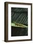 Peacock Day Gecko-DLILLC-Framed Photographic Print