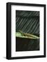 Peacock Day Gecko-DLILLC-Framed Photographic Print