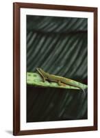 Peacock Day Gecko-DLILLC-Framed Photographic Print