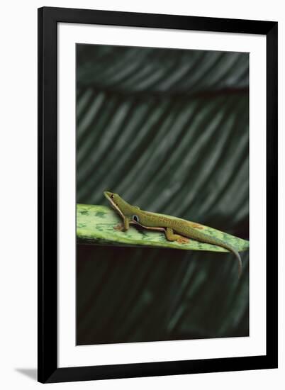 Peacock Day Gecko-DLILLC-Framed Photographic Print