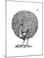 Peacock Displaying 1650-John Johnstone-Mounted Giclee Print