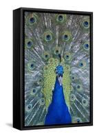 Peacock Displaying Feathers, Close-Up-null-Framed Stretched Canvas
