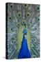 Peacock Displaying Feathers, Close-Up-null-Stretched Canvas