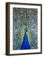 Peacock Displaying Feathers, Close-Up-null-Framed Photo