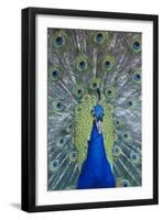 Peacock Displaying Feathers, Close-Up-null-Framed Photo