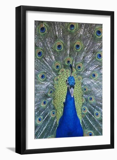 Peacock Displaying Feathers, Close-Up-null-Framed Photo