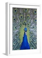 Peacock Displaying Feathers, Close-Up-null-Framed Photo