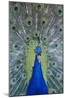 Peacock Displaying Feathers, Close-Up-null-Mounted Photo