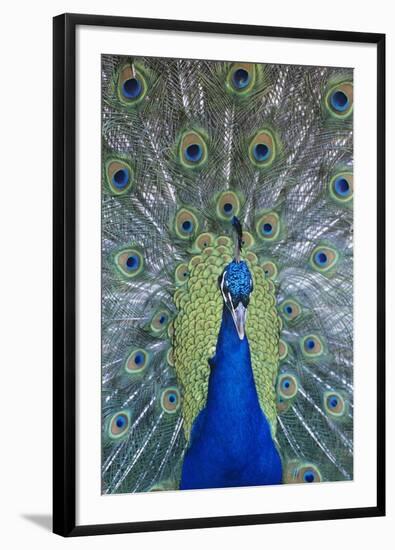 Peacock Displaying Feathers, Close-Up-null-Framed Photo