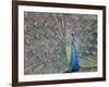 Peacock Displaying Feathers, Venezuela-Stuart Westmoreland-Framed Photographic Print
