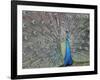 Peacock Displaying Feathers, Venezuela-Stuart Westmoreland-Framed Photographic Print