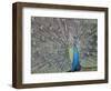 Peacock Displaying Feathers, Venezuela-Stuart Westmoreland-Framed Photographic Print