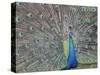 Peacock Displaying Feathers, Venezuela-Stuart Westmoreland-Stretched Canvas
