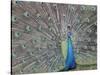 Peacock Displaying Feathers, Venezuela-Stuart Westmoreland-Stretched Canvas