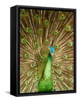 Peacock Displaying Feathers-Lisa S. Engelbrecht-Framed Stretched Canvas