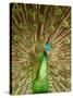 Peacock Displaying Feathers-Lisa S. Engelbrecht-Stretched Canvas