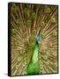 Peacock Displaying Feathers-Lisa S. Engelbrecht-Framed Stretched Canvas