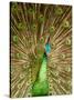 Peacock Displaying Feathers-Lisa S. Engelbrecht-Stretched Canvas