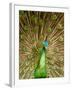 Peacock Displaying Feathers-Lisa S. Engelbrecht-Framed Premium Photographic Print