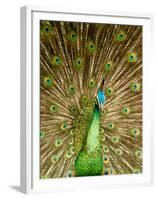 Peacock Displaying Feathers-Lisa S. Engelbrecht-Framed Premium Photographic Print