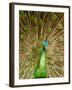 Peacock Displaying Feathers-Lisa S. Engelbrecht-Framed Premium Photographic Print