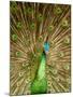 Peacock Displaying Feathers-Lisa S. Engelbrecht-Mounted Premium Photographic Print