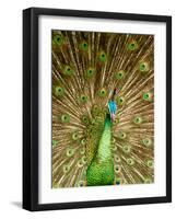 Peacock Displaying Feathers-Lisa S. Engelbrecht-Framed Photographic Print