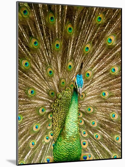 Peacock Displaying Feathers-Lisa S. Engelbrecht-Mounted Photographic Print