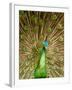 Peacock Displaying Feathers-Lisa S. Engelbrecht-Framed Photographic Print