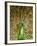 Peacock Displaying Feathers-Lisa S. Engelbrecht-Framed Photographic Print