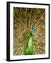 Peacock Displaying Feathers-Lisa S. Engelbrecht-Framed Photographic Print