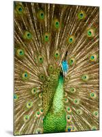 Peacock Displaying Feathers-Lisa S. Engelbrecht-Mounted Photographic Print