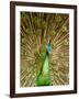 Peacock Displaying Feathers-Lisa S. Engelbrecht-Framed Photographic Print